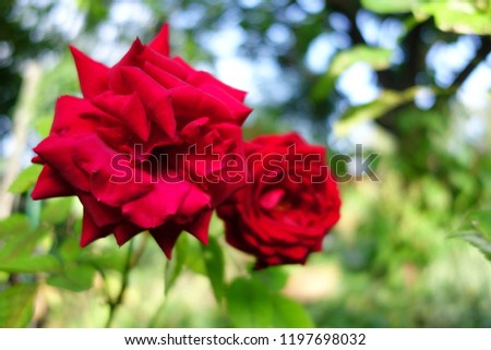 red roses in autumn