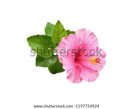 pink flowers, white background