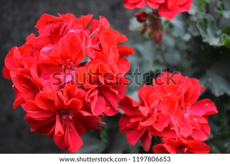 
Red hydrangea flowers