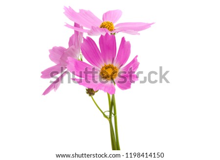 Cosmea flowers isolated on white background