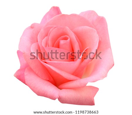 Single pink rose head isolated on a white background 