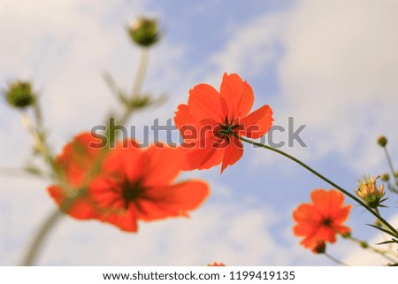 Cosmos flower and blue sky