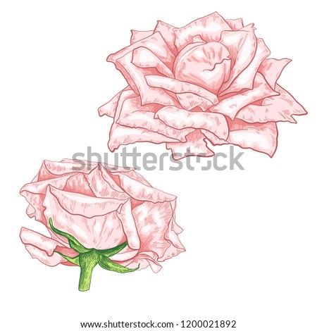 Hand drawn rose flower sketch set isolated on white background. pink Colorful flowers, botanical vintage botanical illustration.