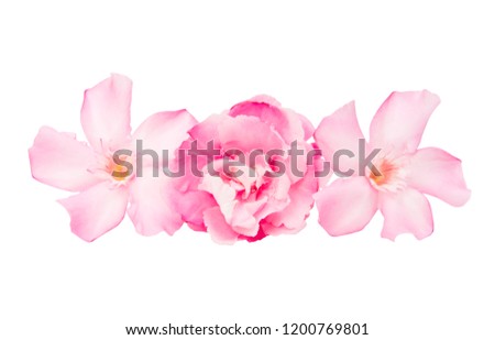 oleander flowers isolated on white background