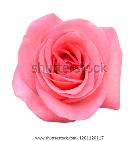 A Pink Rose head isolated white