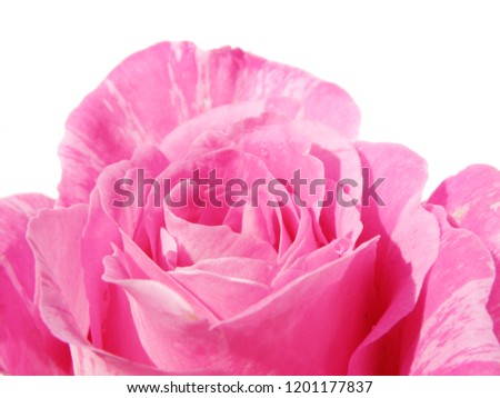 macro closeup of a beautiful pink rose isolated on white