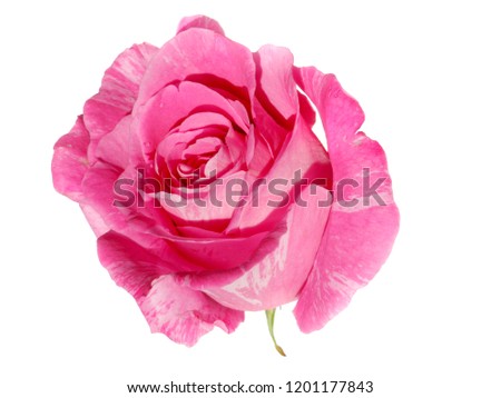 macro closeup of a beautiful pink rose isolated on white