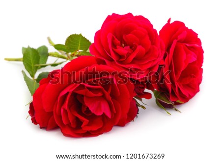 Red beautiful roses isolated on white background.