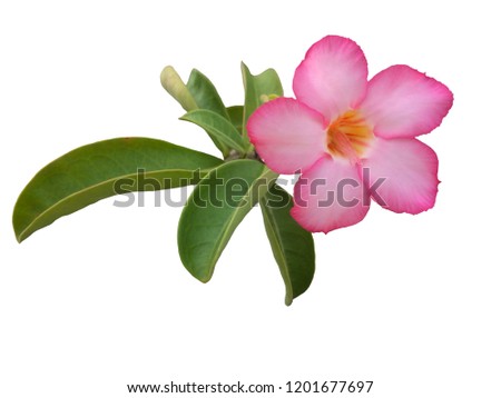 Fresh pink desert rose, mock azalea, pinkbignonia or impala lily flowers isolated on white background with clipping path.