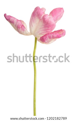 Studio Shot of Pink Colored Tulip Flower Isolated on White Background. Large Depth of Field (DOF). Macro.
