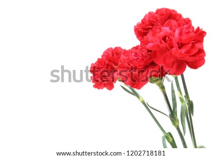 carnation in a white background