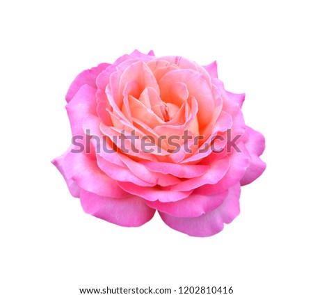 Pink rose on the white background 