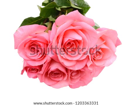 pink rose flower isolated on white background 