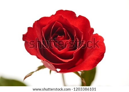 one red rose flower head isolated on white background