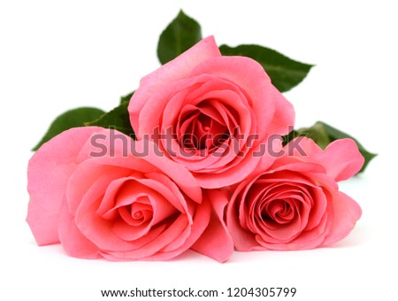 three pink roses in gift day 
