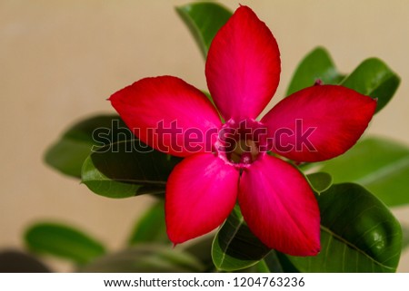 Red flower adenium obesum Prominent blooms. Close up.