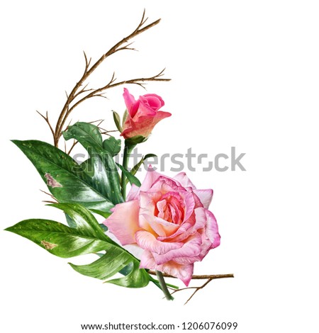 illustration of beautiful flower on white background