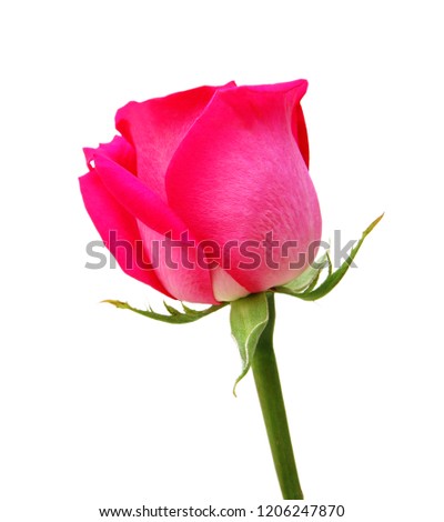 Pink rose isolated on white background. Deep focus.