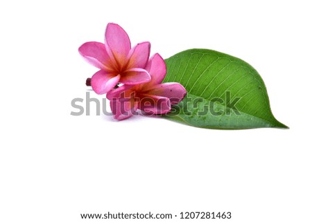 Frangipani flower Family: Apocynaceae