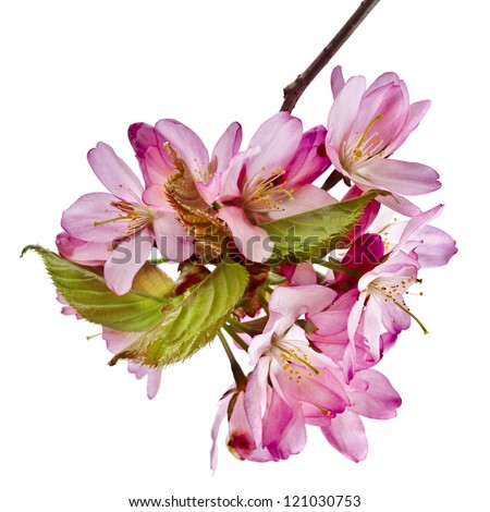 Pink cherry blossom flowers, isolated on white background