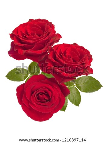 three isolated red roses