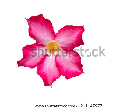 Fascinatingly  flower pink on white background with clipping path