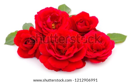 Red beautiful roses isolated on white background.