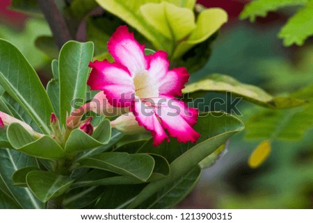 Close up view of Pink Color Desert Rose Flower or Pink Color Adenium Flower with green background