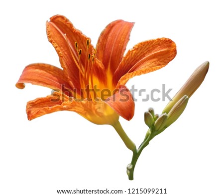 The large orange Lily flower with stem and Bud isolated on a white background.