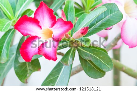Pink Impala Lily, Desert Rose or pink flower in Thailand.