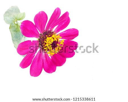 Pink flower thai