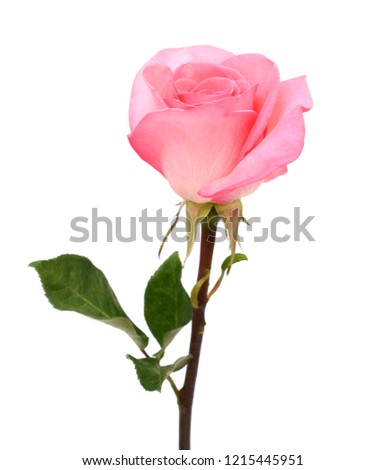A beauty pink rose isolated white 