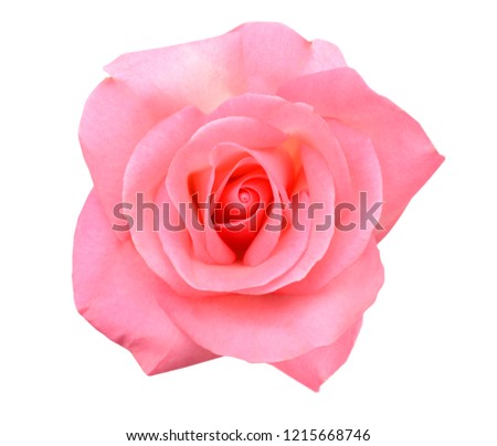 A pink rose head isolated white