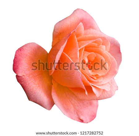 Bud orange rose isolated on white background