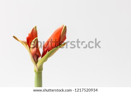 Blooming buds of red amaryllis on light background. Houseplants and flower shop