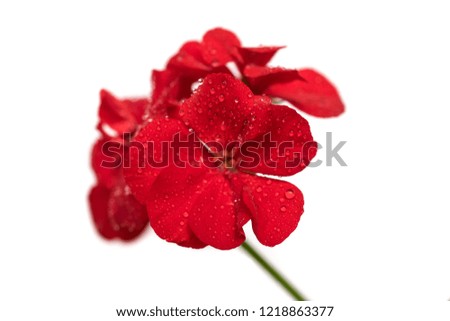 red geranium flower on white isolated background