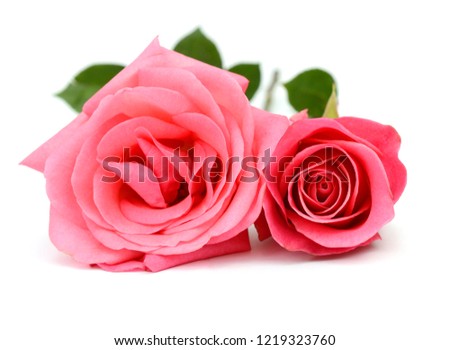 Two Pink roses lay down at front