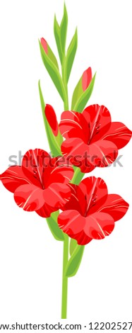 Inflorescence of gladiolus with red flowers isolated on white background