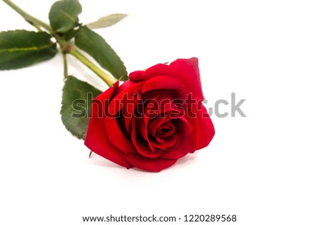 Picture of red rose with white background