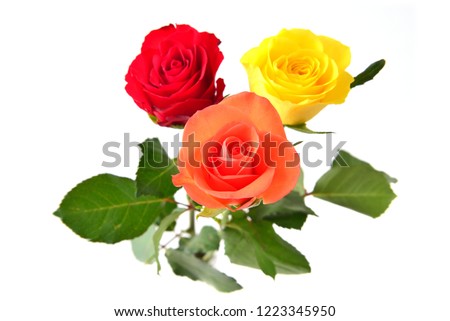 Roses on white bakcgrouond. Red, yellow, orange flowers.