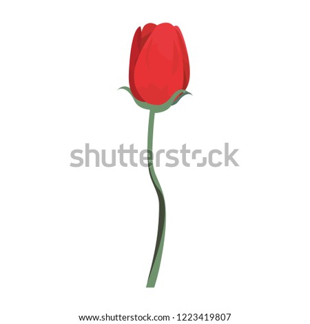 flower tulip on white background