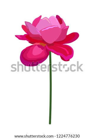 Vector rose illustration