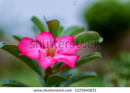 Azalea flowers From the adenium with blur background.