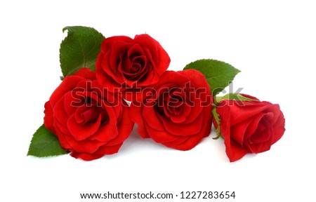 beautiful red rose flower bouquet isolated on white background