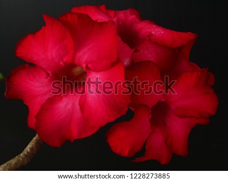Adenium  : Azalea flowers are a colorful species of flowers. It is easy to grow. Resistant to extreme drought The Desert Rose. (Black backdrop) 