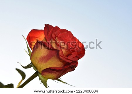 beautiful colorful rose in the sunshine