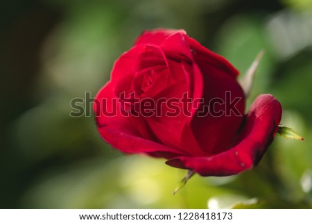 Red Rose On A Green Background. Depth Of Field. Close Up. Macro.