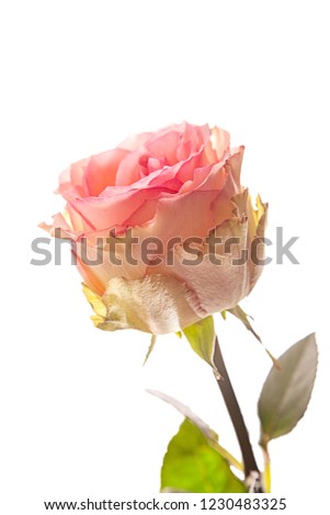 Delicate pink rose isolated on white background