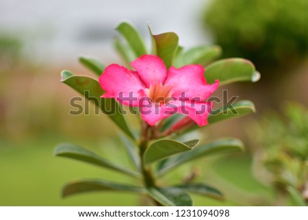 Azalea flowers From the adenium with green background.