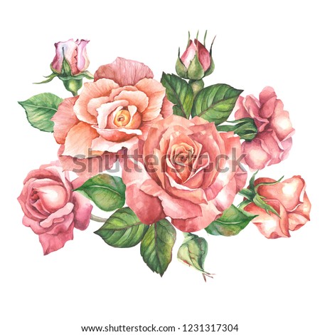roses illustration on white background.watercolor
